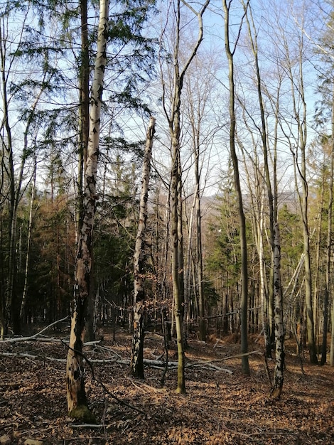 Free photo vertical sho of foliage and dry woods of jelenia góra, poland.