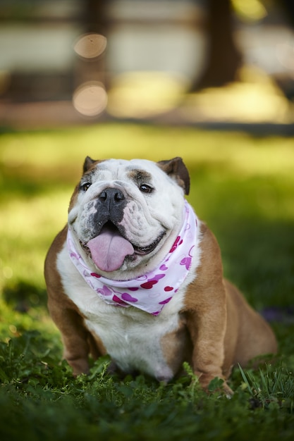 Free photo vertical shot of an adorable english bulldog wearing a scarf