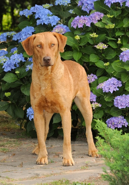 Free photo vertical shot of an adorable typical chesapeake bay retriever surrounded by purple hydrangea flowers