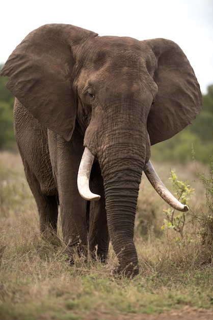 Vertical shot of an african elephant with a blurred background