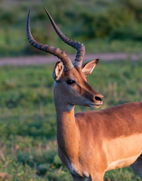 Free photo vertical shot of an antelope standing in a green field