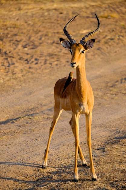 Vertical shot of an antelope standing on the ground in safari