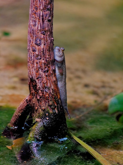 Free photo vertical shot of an atlantic mudskipper fish on a tree trunk surface