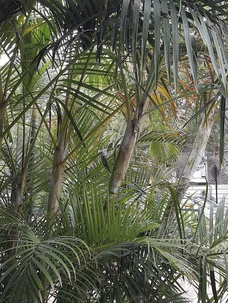 Vertical shot of Babassu plants growing in an urban area