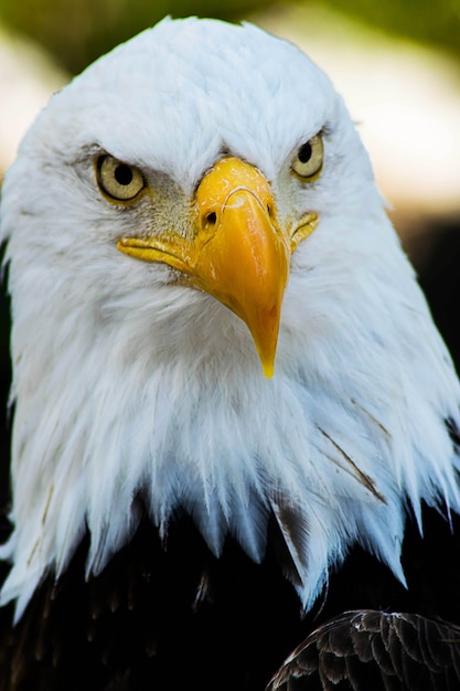 Free Photo vertical shot of a bald eagle looking at the camera