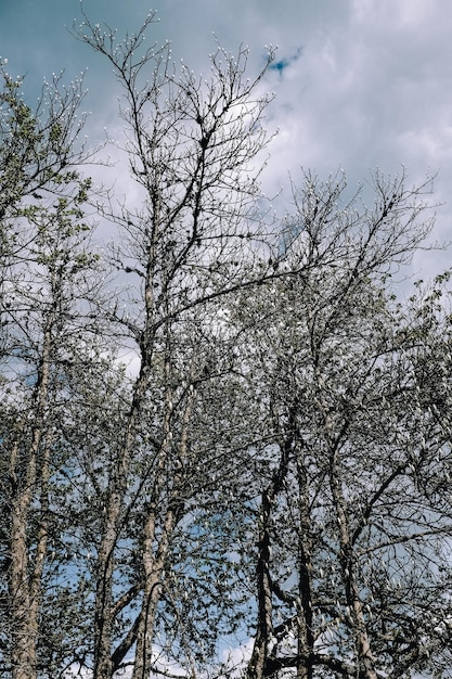 Vertical shot of bare tree branches in the park under cloudy skies