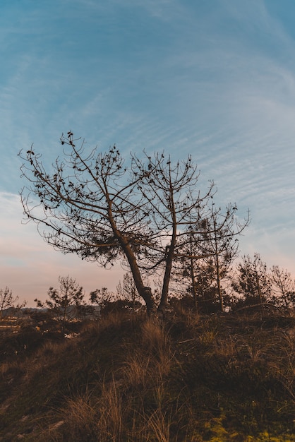 Free photo vertical shot of bare trees in the field under the blue sky in autumn