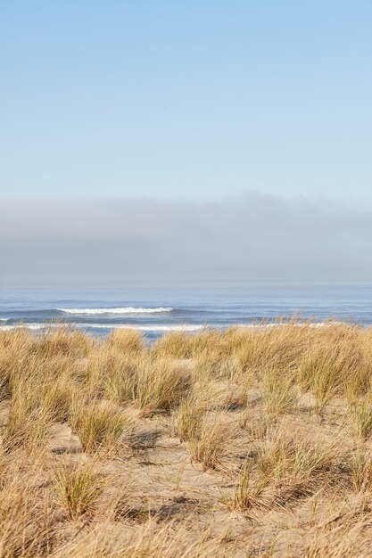 Vertical shot of beachgrass in the morning at Cannon Beach, Oregon