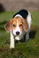 Free photo vertical shot of a beagle puppy outdoors