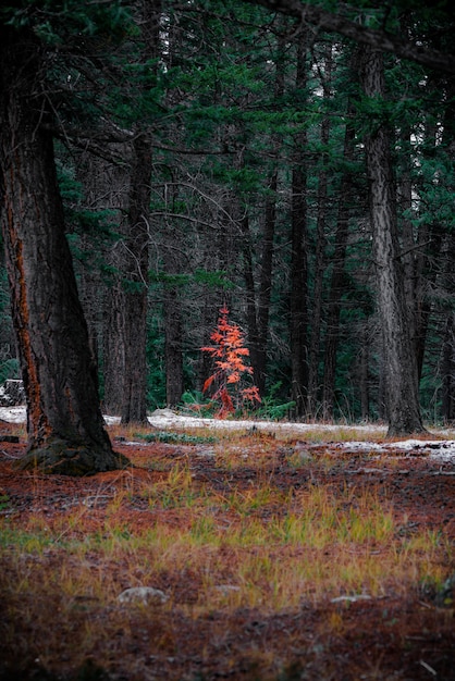 Vertical shot of beautiful autumn scenery in a forest full of tall trees