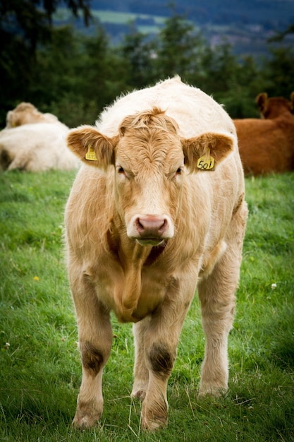 Free Photo vertical shot of a beautiful beige cow standing on a green field covered in grass