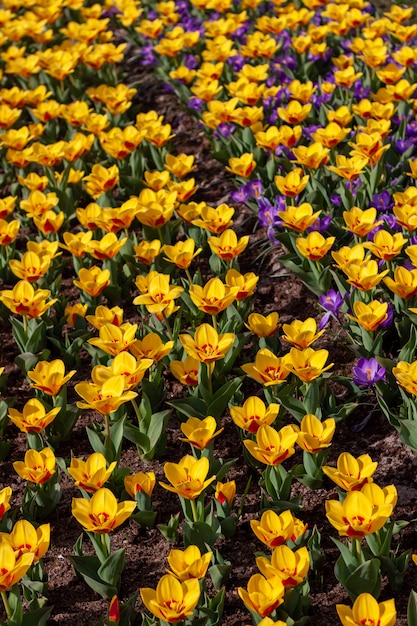 Vertical shot of beautiful colorful flowers in a field