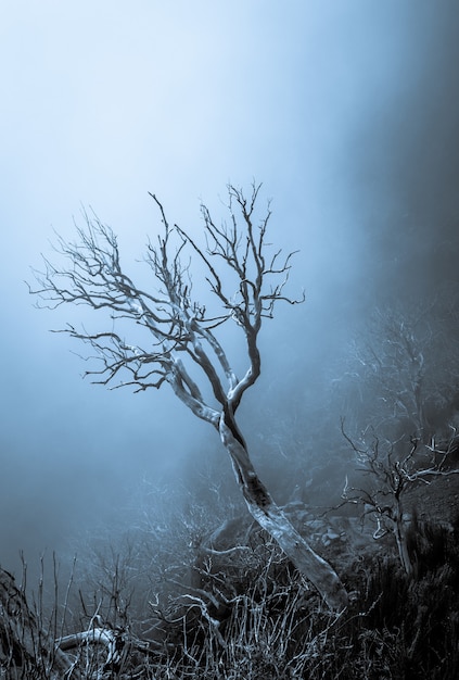 Vertical shot of a beautiful dried tree in the middle of a dead forest in Madeira, Portugal