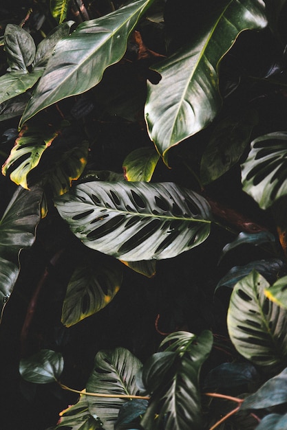 Free photo vertical shot of beautiful green leaves in a tropical forest forest