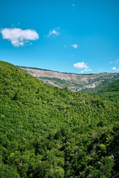 Vertical shot of the beautiful green nature in Arche de Ponadieu wildlife park