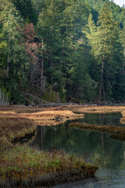 Free photo vertical shot of a beautiful green scenery reflecting in the lake in canada