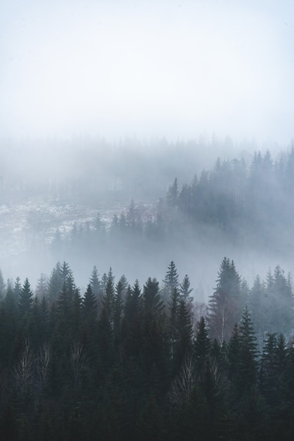 Vertical shot of beautiful green trees in the forest on the foggy table