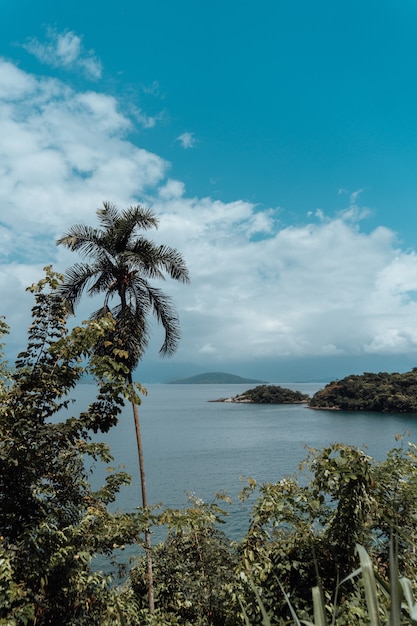 Free photo vertical shot of beautiful palm trees and beach view in rio de janeiro