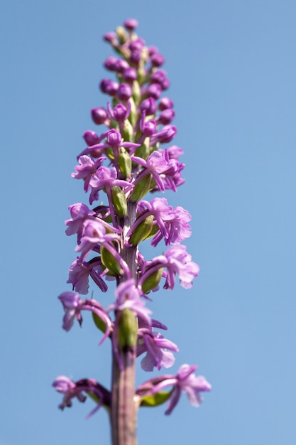 Free photo vertical shot of the beautiful purple dactylorhiza praetermissa flowering plant