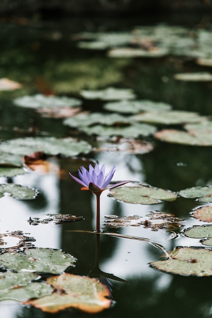 Free photo vertical shot of a beautiful purple water lily on a pond