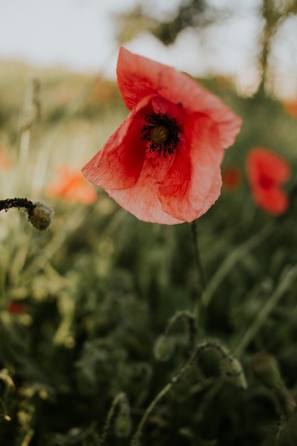 Vertical shot of a beautiful red poppy in a field in the daylight