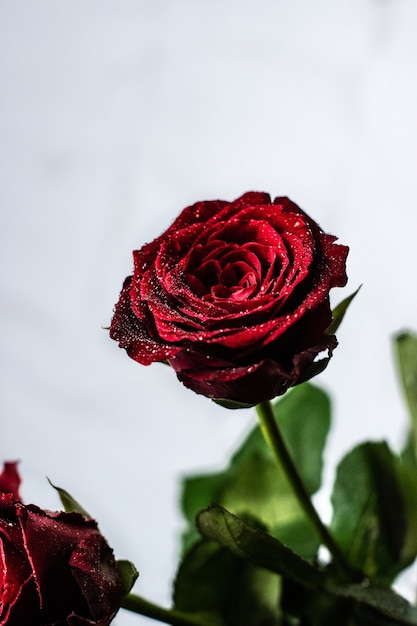 Vertical shot of a beautiful red rose with a few leaves on a white-gray background