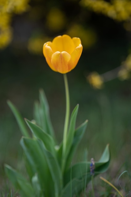 Free Photo vertical shot of a beautiful tulip flower with soft yellow petals under the sunlight