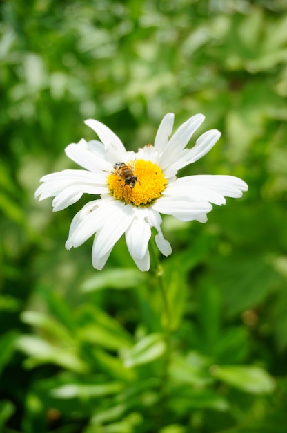 Vertical shot of a bee on a white flower in the garden on a sunny day