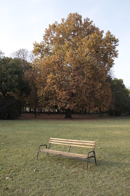 Free Photo vertical shot of a bench in the park behind a tree