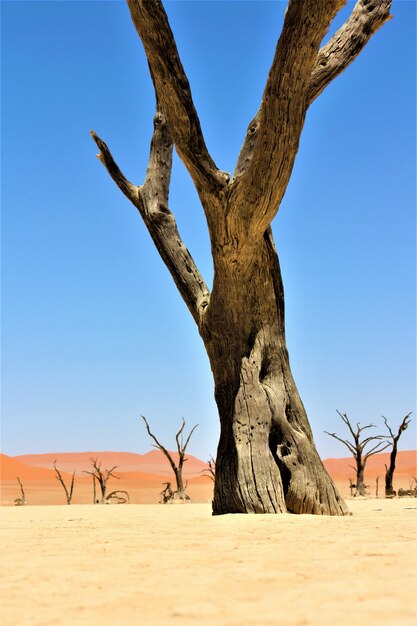 Vertical shot of a big leafless tree in a desert with sand dunes and clear sky