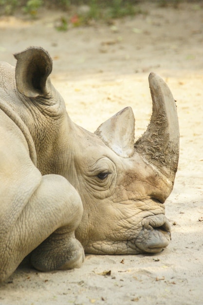 Free photo vertical shot of a big rhinoceros resting on the ground with a blurred