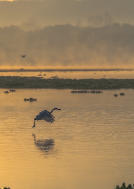 Vertical shot of a bird flying above the sea during the sunset