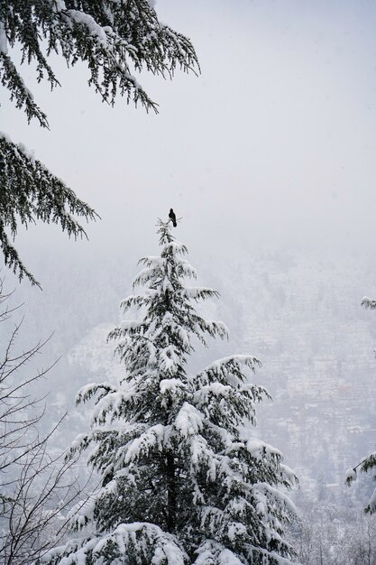 Vertical shot of  bird sitting on a top of the tree after a fresh snowfall