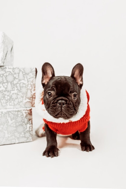 Free photo vertical shot of a black french bulldog in a red shirt with silverwrapped gift boxes