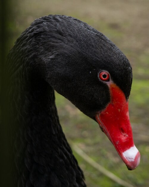 Vertical shot of a black swan with a red beak and red eyes