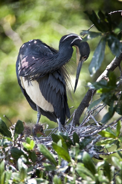 Vertical shot of a black water bird sitting in its nest captured on a sunny day