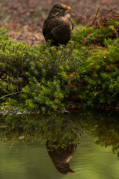 Vertical shot of a blackbird reflecting on the lake