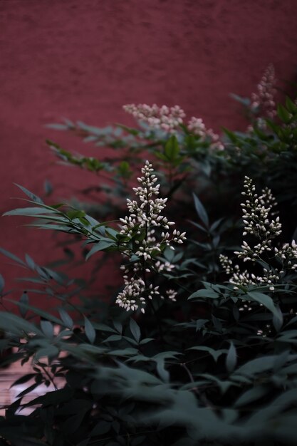 Vertical shot of blooming white flowers in the greenery