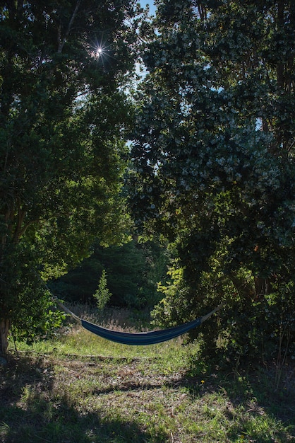 Vertical shot of a blue hammock attached to trees in the middle of a forest