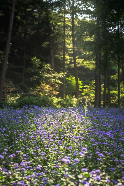 Free photo vertical shot of bluemink flowers in a forest under the sunlight in south korea