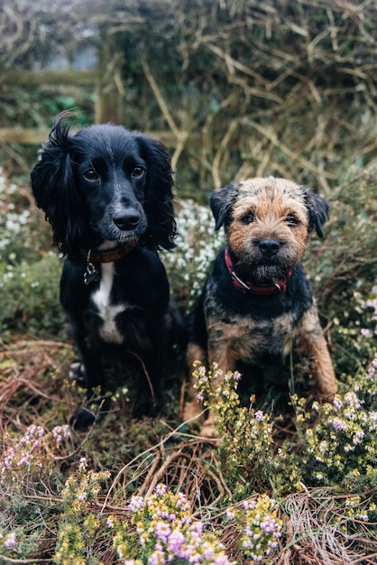 Free photo vertical shot of a border terrier and a spaniel sitting on dry grass