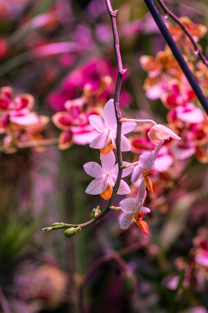 Free Photo vertical shot of a branch with pink flowers