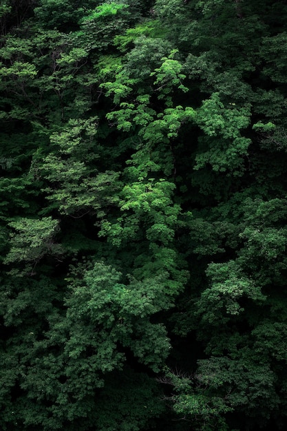 Vertical shot of the branches of green tree perfect for background