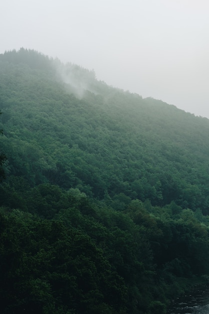 Free photo vertical shot of the breathtaking foggy mountain covered with trees captured in belgium