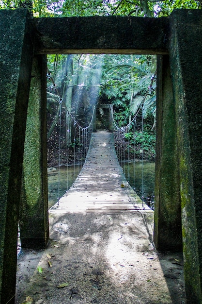 Free Photo vertical shot of a bridge in a tropical jungle