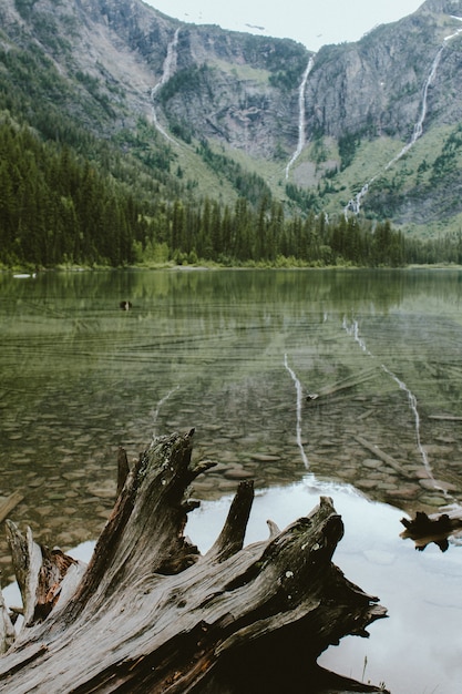 Free Photo vertical shot of a broken tree in avalanche lake near a forest and a mountain