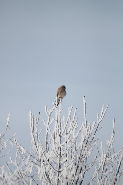 Free Photo vertical shot of a brown bird resting at the tip of the branch