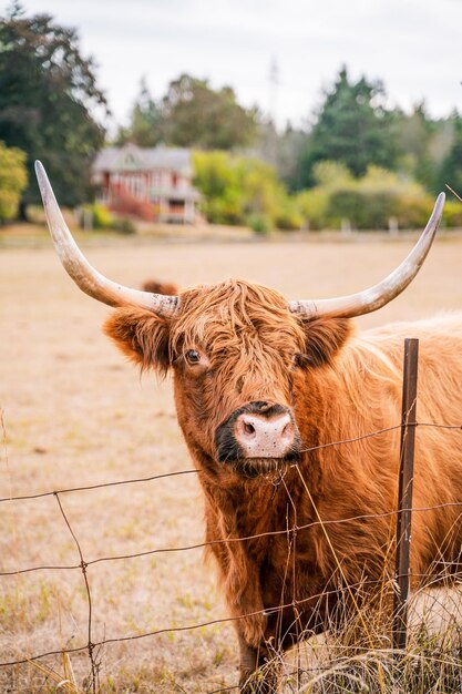 Vertical shot of a brown bull in the farm