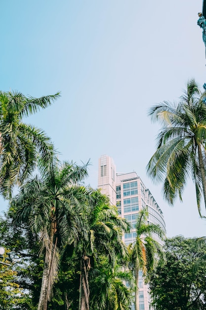 Vertical shot of a building behind beautiful tall palm trees under the blue sky