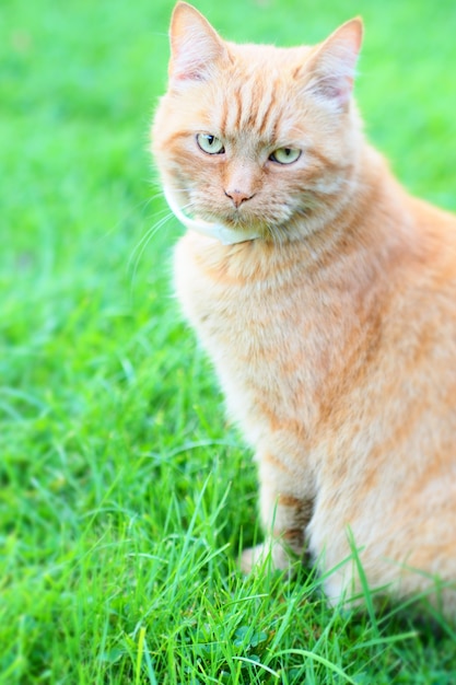 Vertical shot of a cat sitting on the green grass